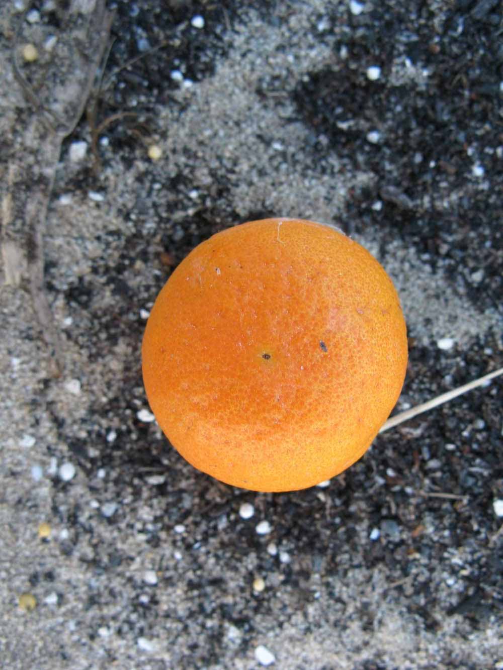            Fruit (Winter Haven, FL)   